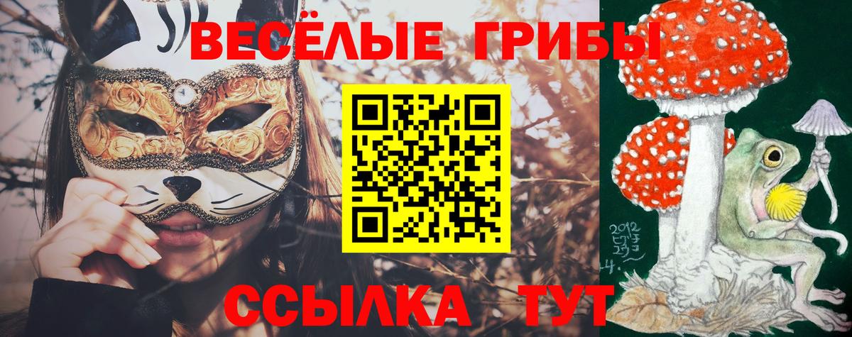 Галлюциногенные грибы Psilocybe Славгород