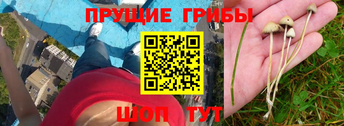 Псилоцибиновые грибы мухоморы  Славгород  Псилоцибиновые грибы мухоморы 